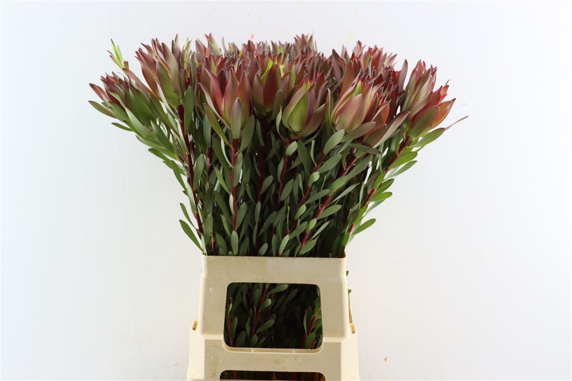 Leucadendron Safari Sunset 70cm