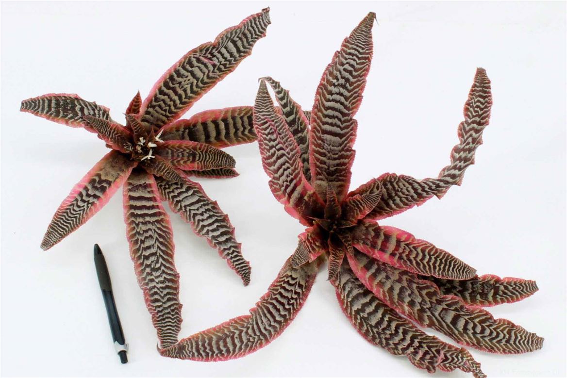 Asst Cutflowers 10cm
