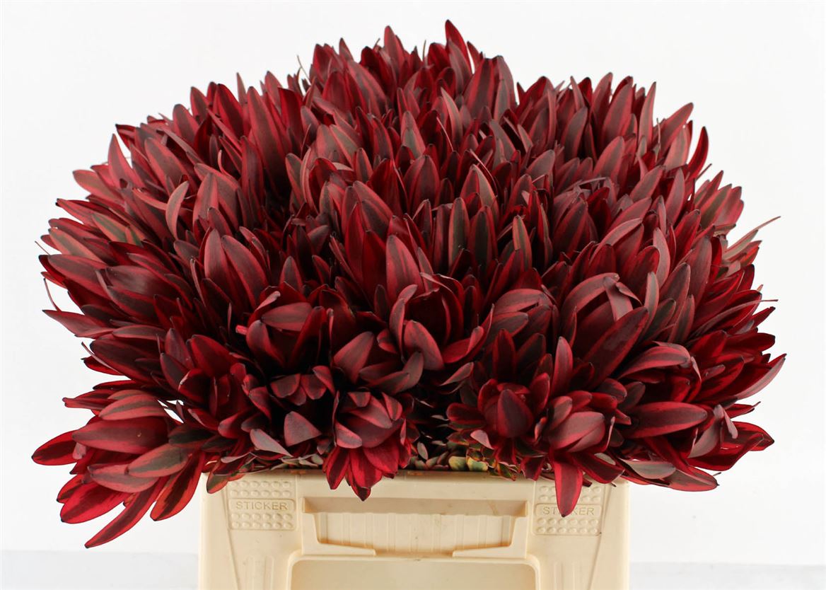 Leucadendron Safari Sunset 40cm