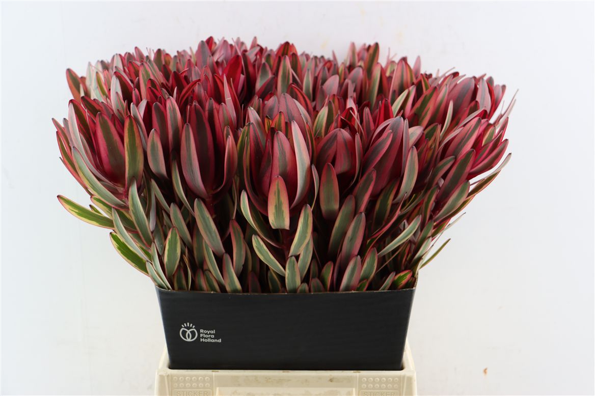 Leucadendron Safari Sunset 50cm