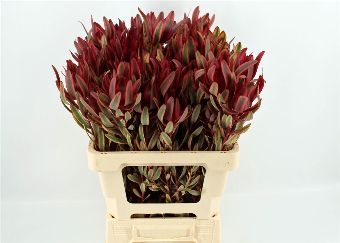 Leucadendron Safari Sunset 60cm