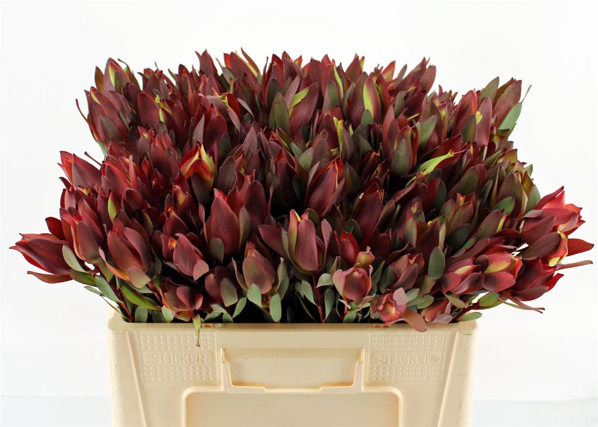 Leucadendron Safari Sunset 50cm Spray