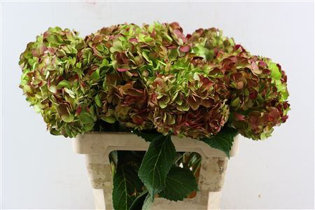 Hydr M Antique Green Classic Tinted