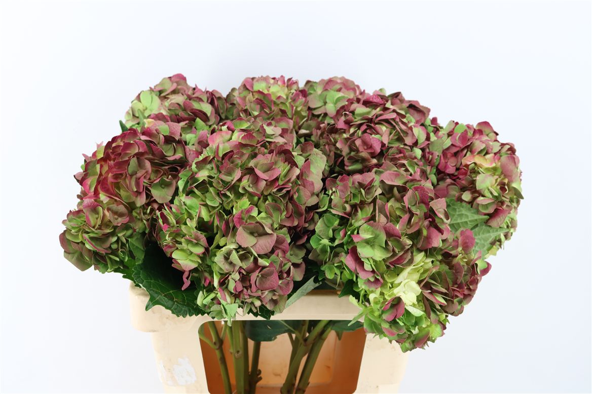 Hydrangea Painted Antique Classic 65cm 16-18cm Hd