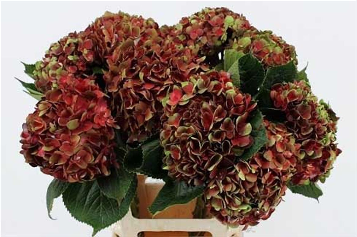 Hydrangea Amethys Bordeaux 65cm 18cm Hd