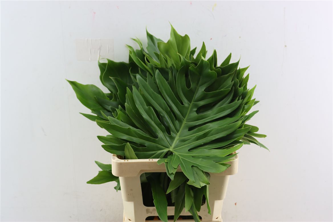 Philodendron Xanadu 62cm