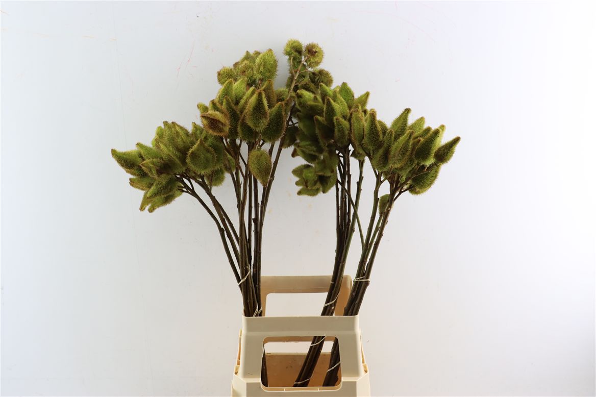 Decoration Greens Painted 60cm