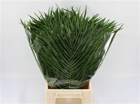Phoenix Roebelinii 60cm