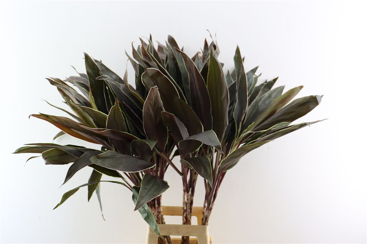 Cordyline Purple Compacta 102cm