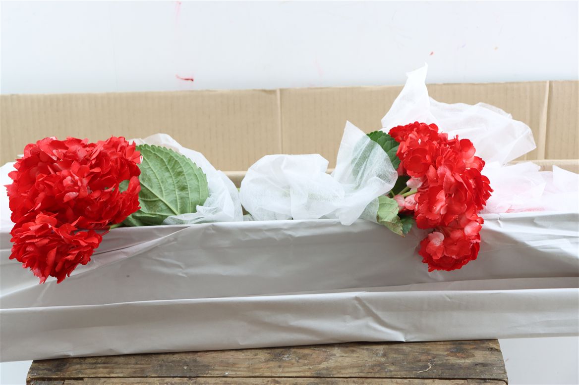 Hydrangea Paniculata Painted Therese Red 65cm 16-18cm Hd