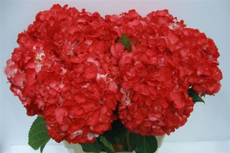 Hydrangea Paniculata Painted Therese Red 65cm 16-18cm Hd