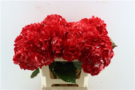 Hydr M Dark Red Tinted
