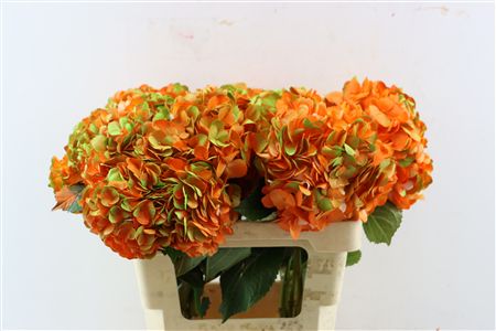 Hydr M Amethyst Orange Tinted