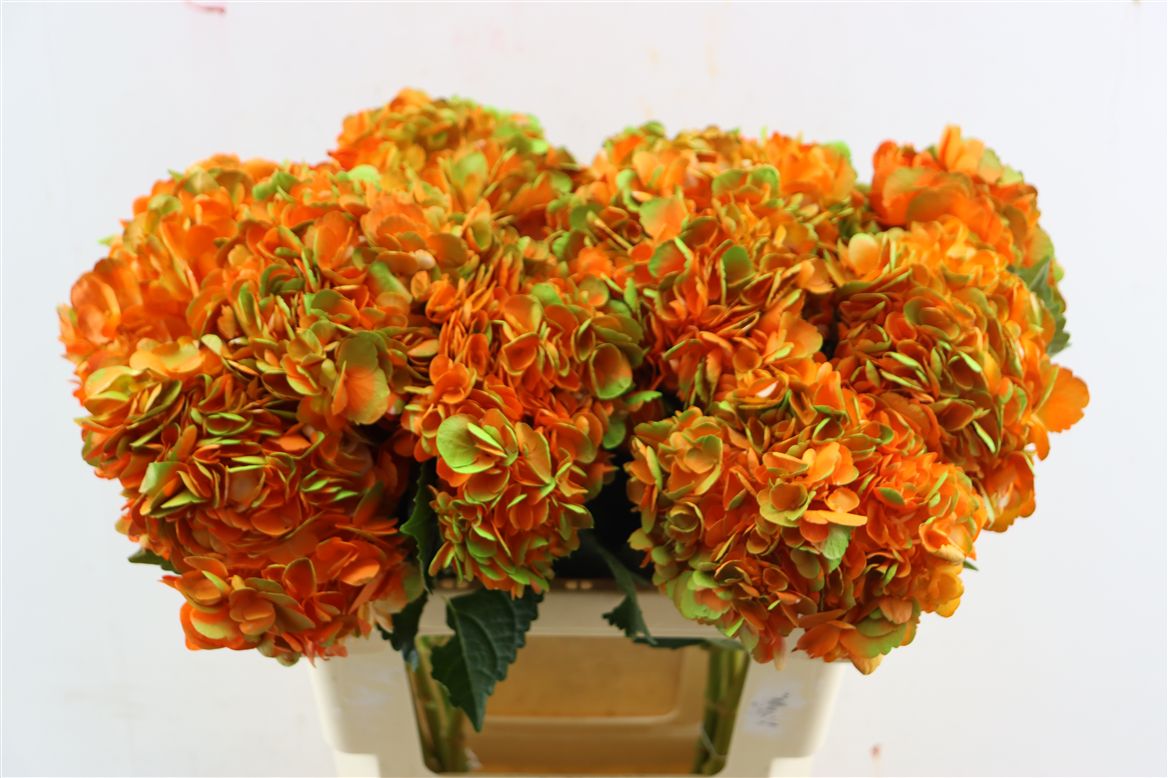 Hydrangea Painted Amathyst Orange 65cm 16-18cm Hd