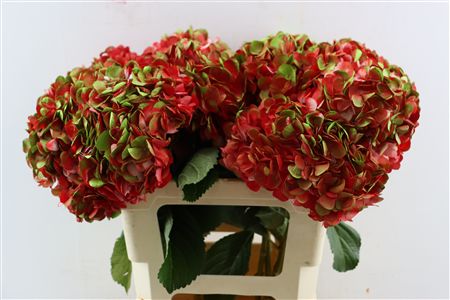 Hydr M Amethyst Red Tinted