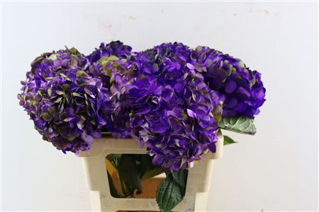Hydr M Amethyst Dark Purple Tinted