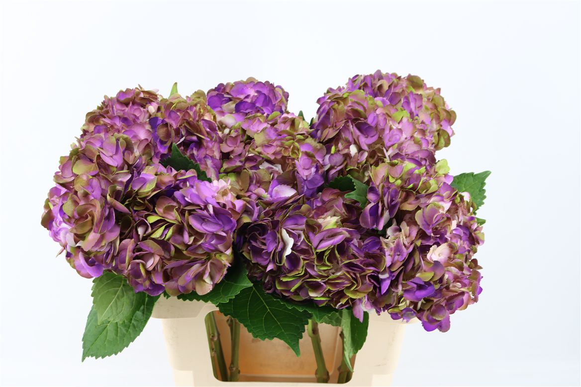 Hydrangea Painted Amathyst Dark Purple 65cm 16-18cm Hd
