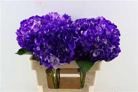 Hydr M Dark Purple Tinted