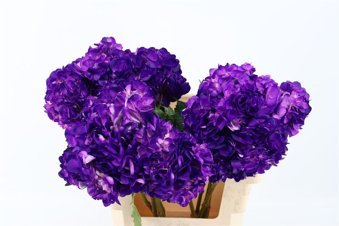 Hydrangea Painted Dark Purple 65cm 16-18cm Hd