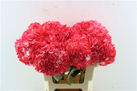 Hydr M Dark Rosa Tinted