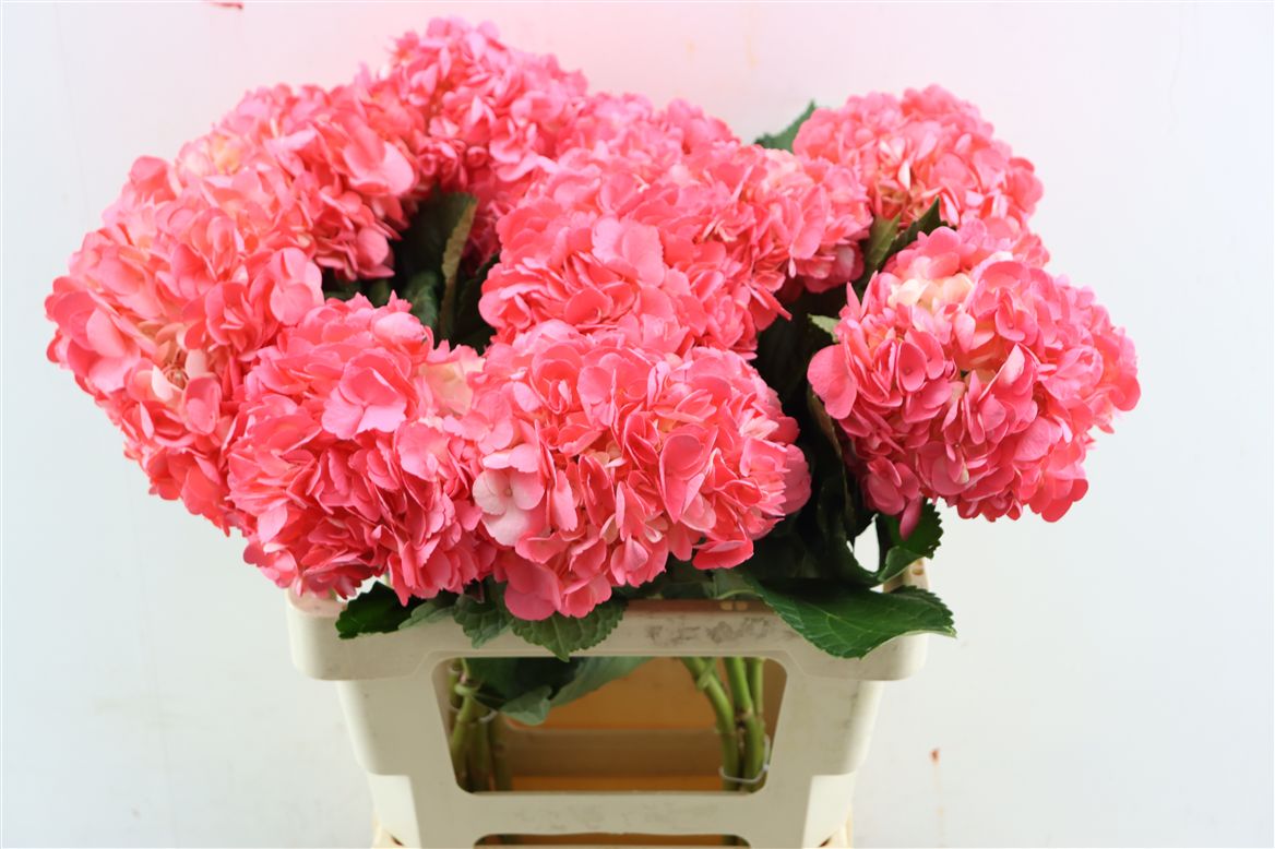 Hydrangea Painted Dark Rosa 65cm 16-18cm Hd