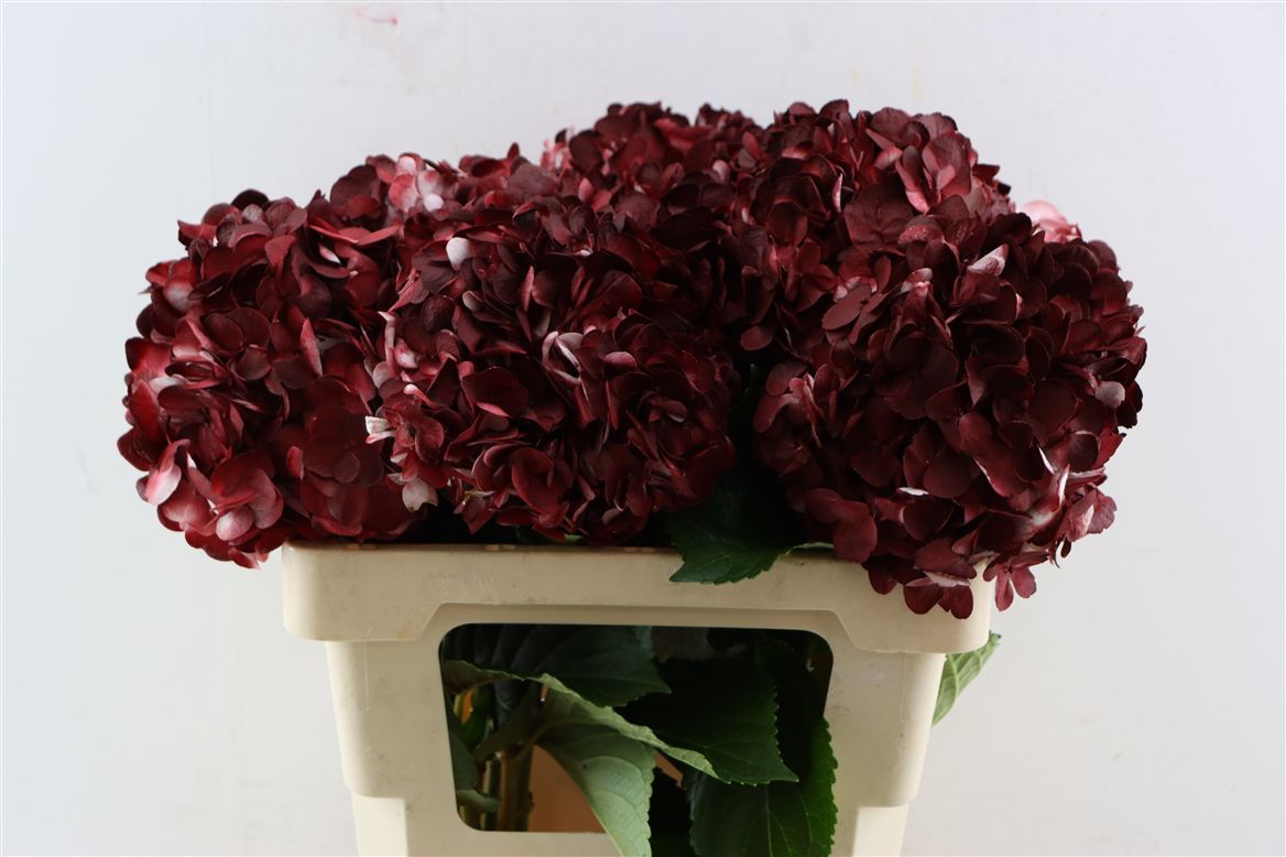 Hydrangea Painted Dark Bordeaux 65cm 16-18cm Hd