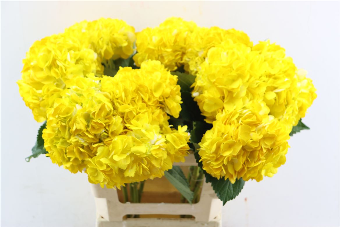 Hydrangea Painted Dark Yellow 65cm 16-18cm Hd