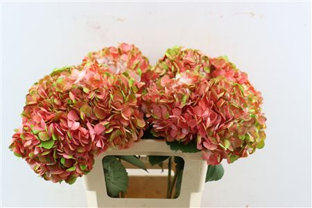 Hydr M Amethyst Light Salmon Tinted