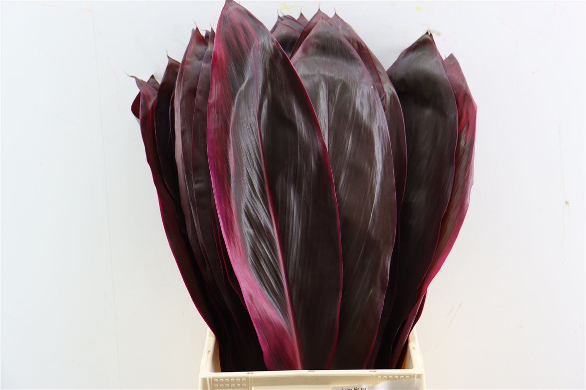 Cordyline Purple Compacta 62cm