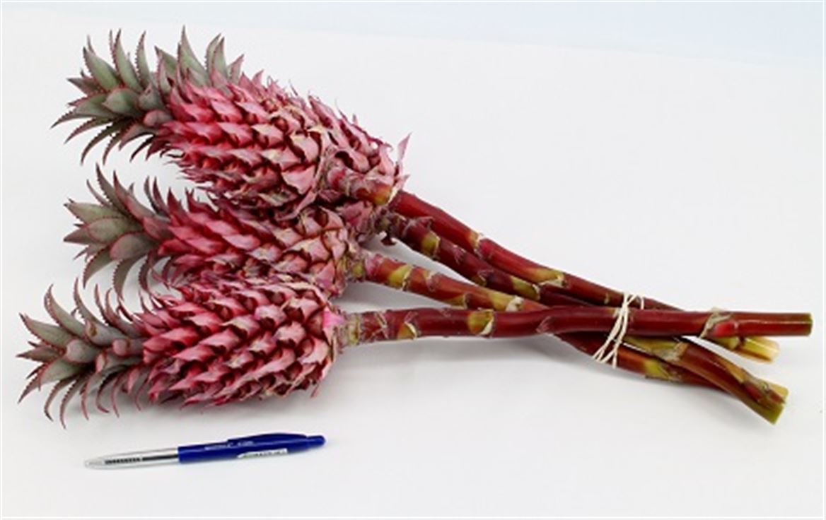 Ananas Pax 40cm