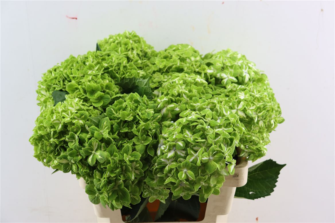 Hydrangea Clover 65cm 18cm Hd