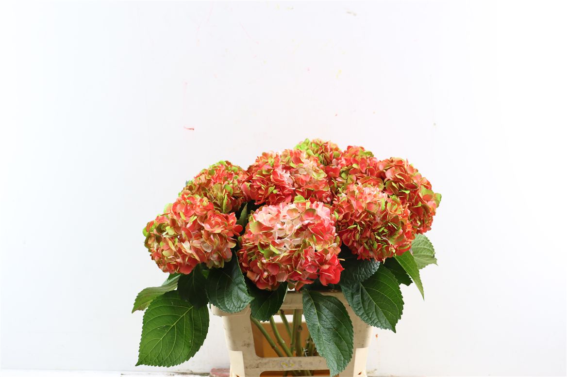 Hydrangea Painted Amathyst Dark Salmon 65cm 16-18cm Hd