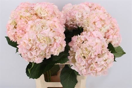 Hydr Very Light Pink In Box X12