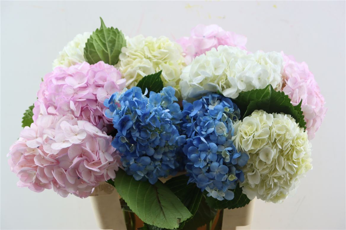 Hydrangea Painted Mix 65cm 16-18cm Hd