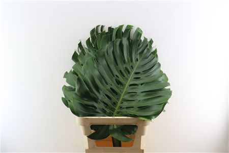 Monstera Deliciosa Xl