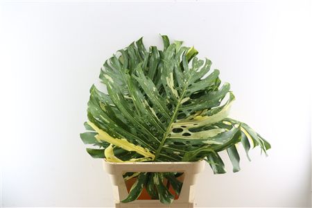 Monstera Variegata Xl