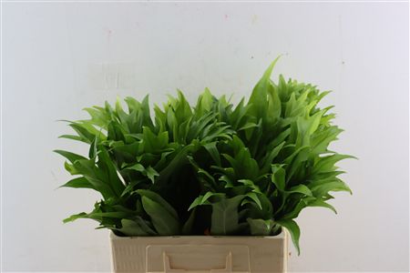 Polypodium Cristal P Bunch