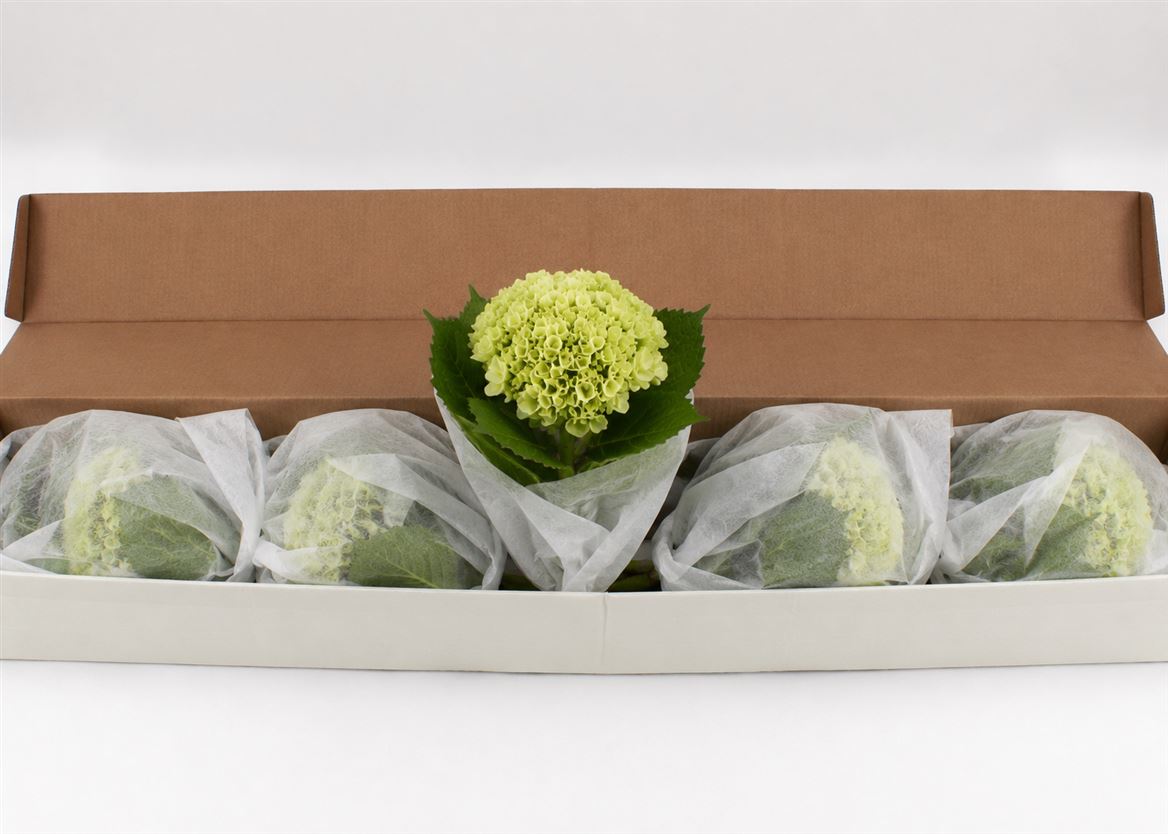 Hydrangea Lima 65cm 18cm Hd