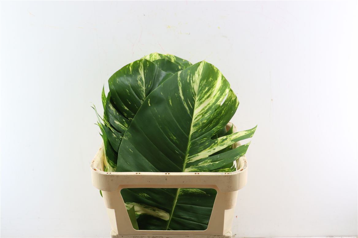 Cordyline Purple Com 82cm