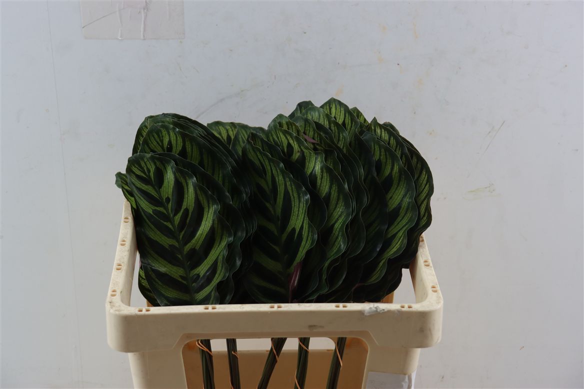 Calathea Lancifolia 50cm