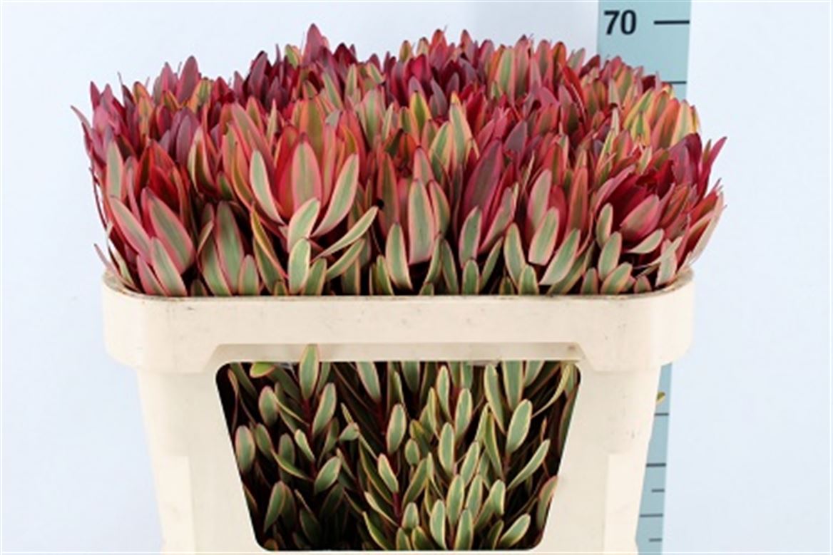 Leucadendron Safari Sunset 70cm