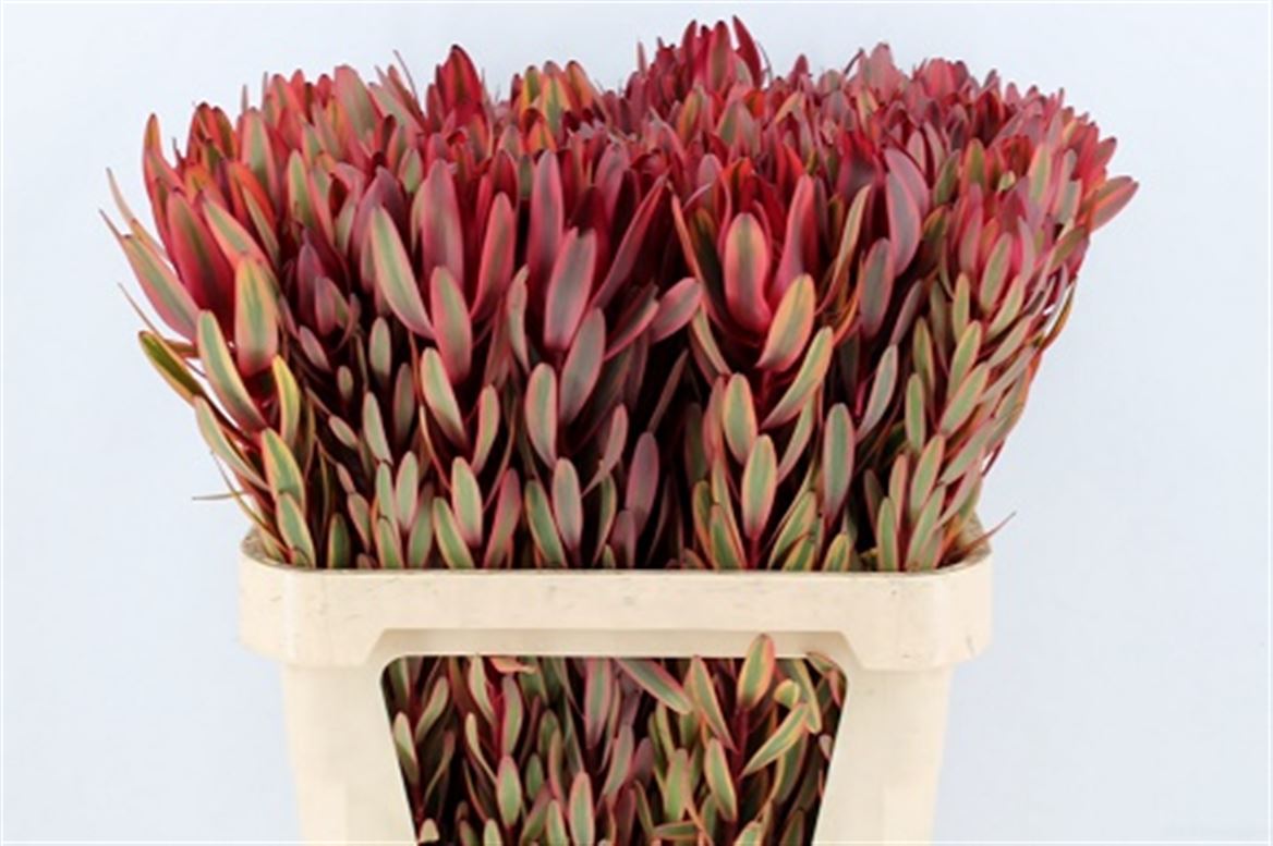 Leucadendron Safari Sunset 90cm