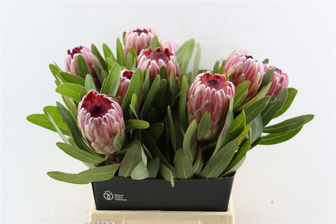 Protea Pink Ice 40cm
