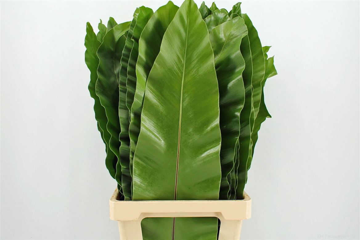 Aspidistra Leaves Bunch 80cm