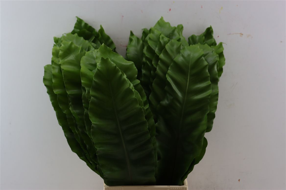 Aspidistra Leaves Bunch 70cm