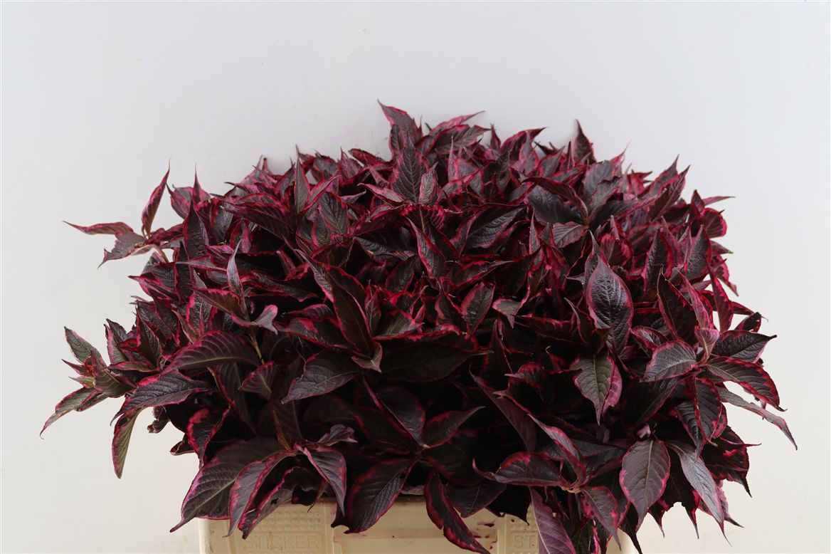 Painted Greenery Per Bunch 60cm