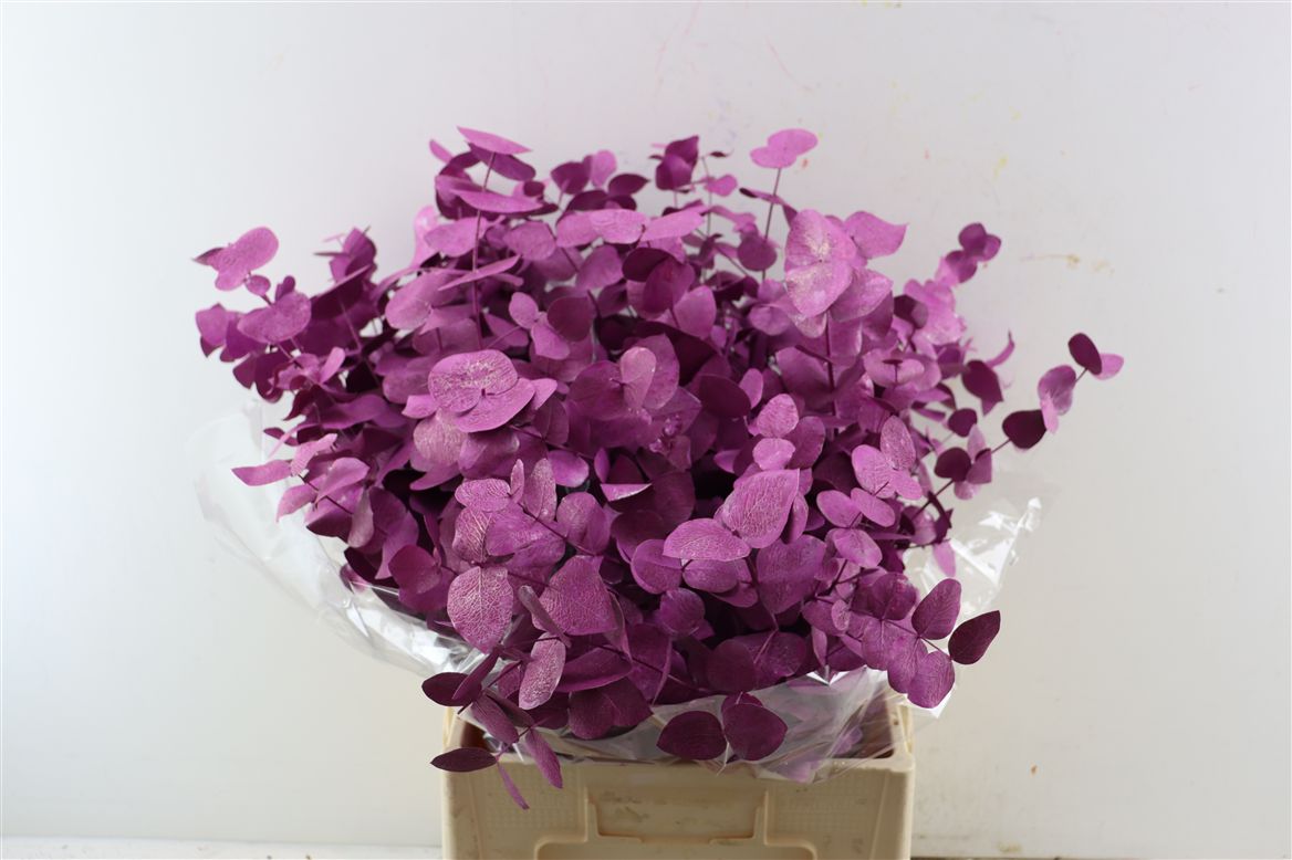Euc Cin Klb P Bos H% 70cm 200gram