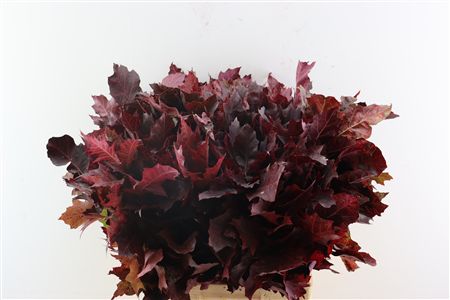 Quercus Rubra Red Opgetrokken