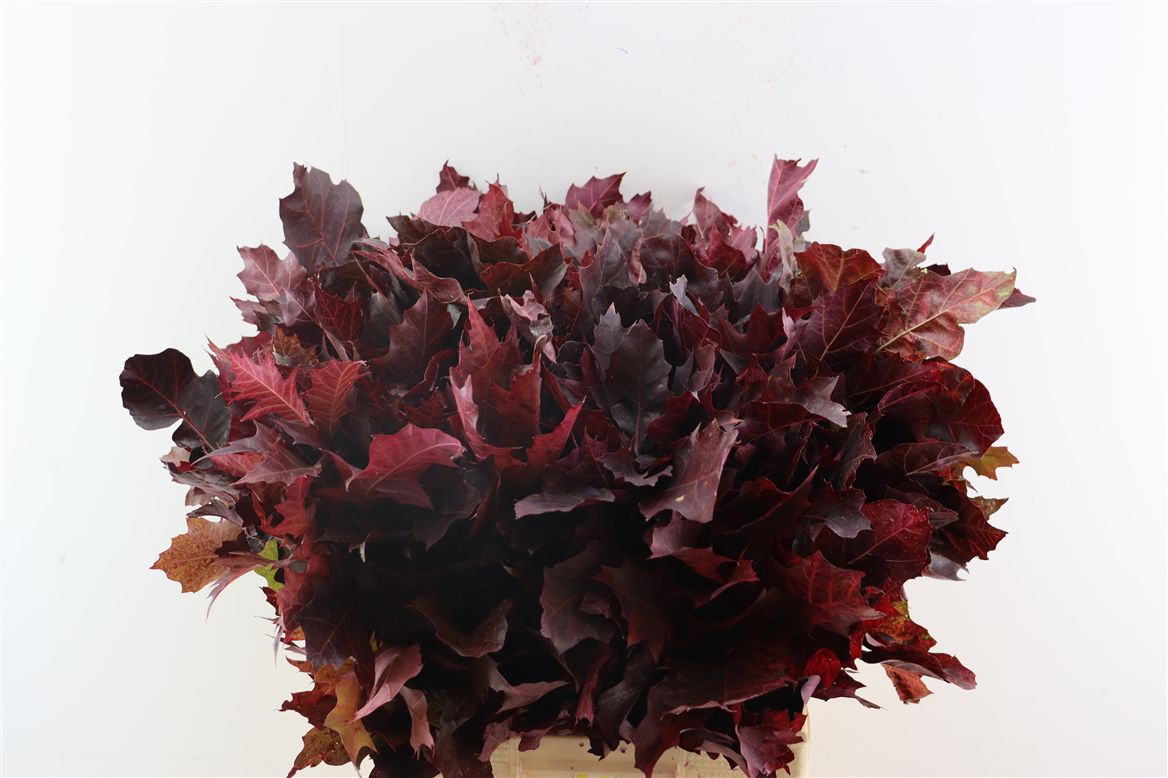 Oak Leaves Preparated/ptd (QUERCUS) 70cm