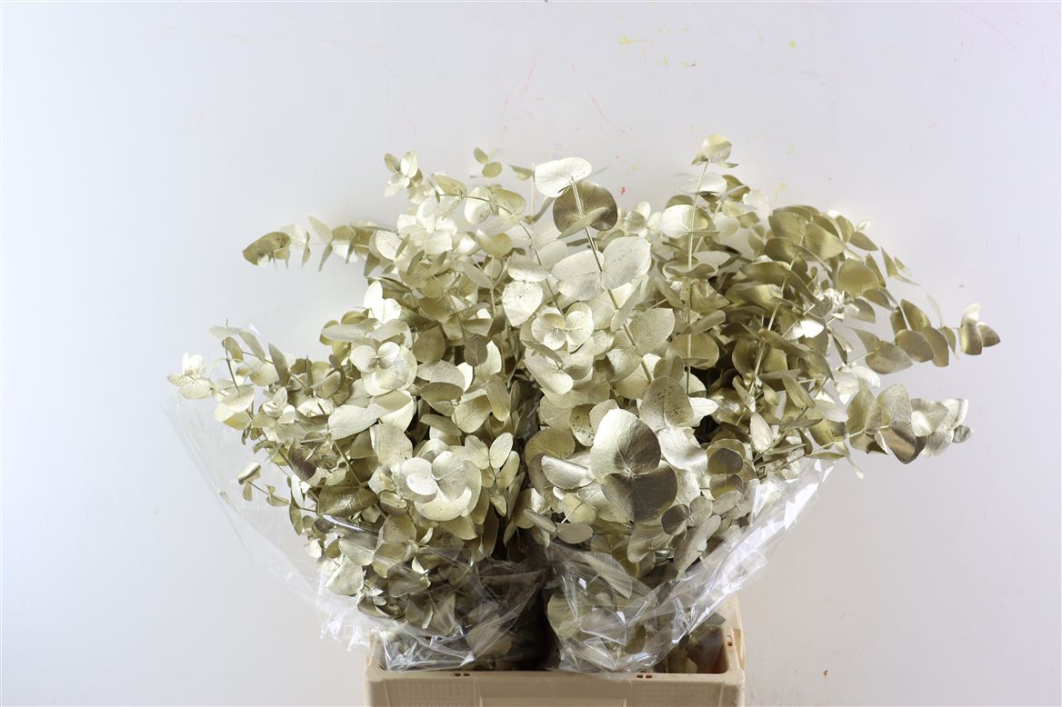 Euc Cin Klb P Bos H% 70cm 200gram